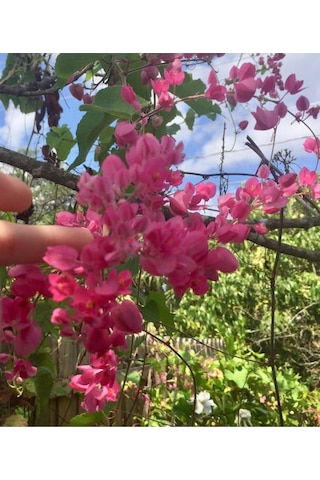 10 Adet Pink Coral Vine Tohumu