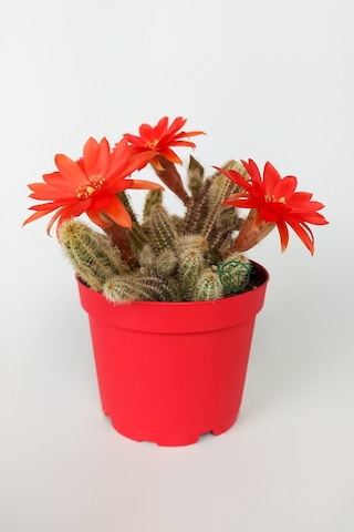 Echinopsis Chamaecereus Yılan Kaktüs Parmak Kaktüs Kırmızı Çiçek