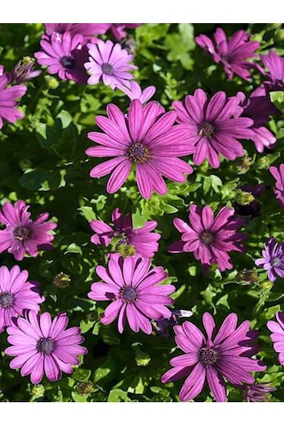 Videolu Mor 1 Adet Bodrum Papatyası Saksılı 40-55cm Purple Bodrum Daisy