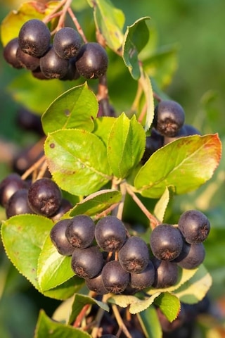 Viking Siyah Aronya Fidanı Aronia Chokeberry