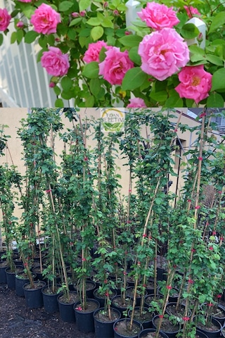 3 Yaş Pembe Renkli Isparta Sarmaşık Gül Fidanı