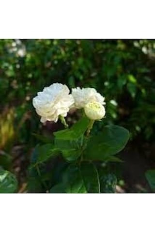 3 YAŞ SAKSIDA KOKULU KATMERLİ FULL YASEMİN ÇİÇEĞİ BOY 70-90 CM