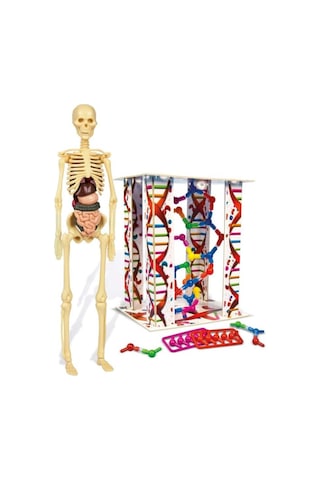 İlk Keşiflerim İnsan Anatomis 64297