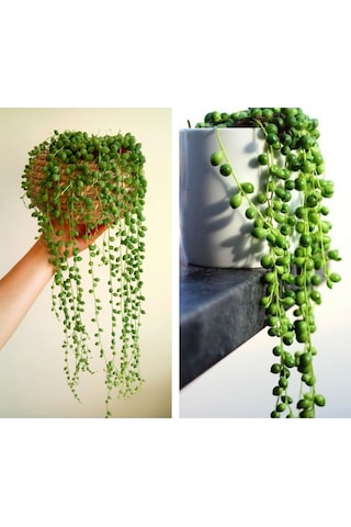 Serada Decor Plant Tespih Çiçeği İnci Tanesi Askılı Büyük Saksı Senecio Rowleyanus Teraryum Sukulent