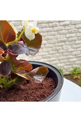 Biorfe Premium Cocopeat 5 Kg Sıkıştırılmış Hindistan Cevizi Torfu