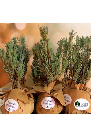 Organik Lavanta Fidesi En Güzel Armağan -12 Adet