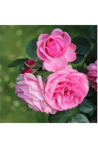 Pembe Reçellik Isparta Gülü Fidanı 40-50 Cm