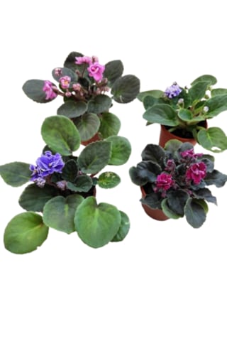 4 Adet Katmerli Afrika Menekşesi Yerli Üretim Karışık Renk