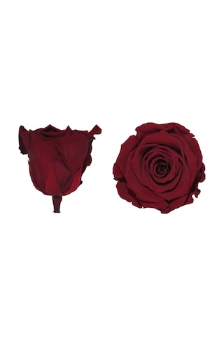 Rose Amor Kırmızı Renk Şoklanmış Solmayan Gül - Xl