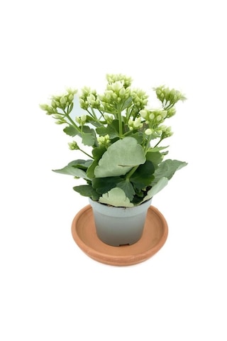 Kalanchoe Çiçeği Fidanı Beyaz 10-20 Cm