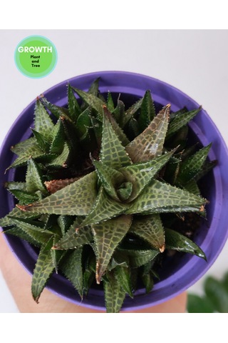 Haworthia Venosa 1 Adet