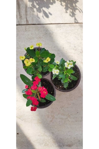 Videolu Dikenler Tacı Çiçeği Sürpriz Renk 25 35 Cm Saksılı 3'lü Kaktüs Euphorbia