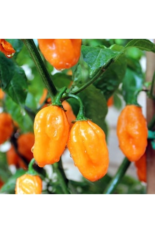 Ata Tohum Geleneksel Carbonero Peach Çok Acı Biber Tohumu 10 Tohum