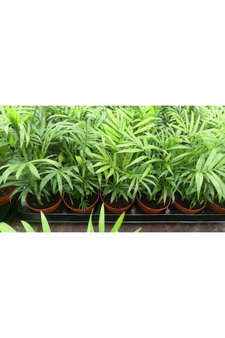 AREKA PALMİYESİ 20-25 cm - HEDİYELİK SALON OFİS BİTKİSİ