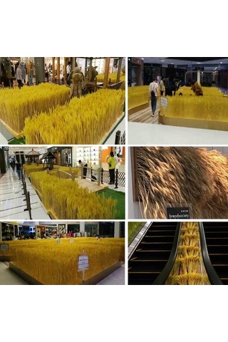 Novahub 100 Adet Doğal Kurutulmuş Çiçekler, Buğday Kulakları & Sapları, Ev Ve Düğün Dekoru Seti