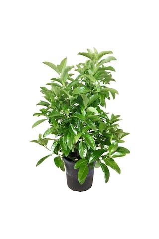 Viburnum Kartopu Çiçeği Fidanı+altuni Taflan 2'li Bahçe Seti Dış Mekan Bitkileri