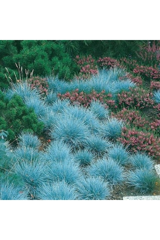 Mavi Çim Festuca Glauca 3 Adet