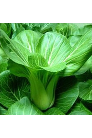 Nadir İthal Çin Lahanası Tohumu 20 Adet Tohum Baby Pak Choi