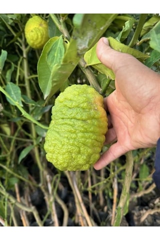 Tüplü 4 Yaş Bergamot Limon Cıtrus Bergamia Fidanı Boy 150-200cm