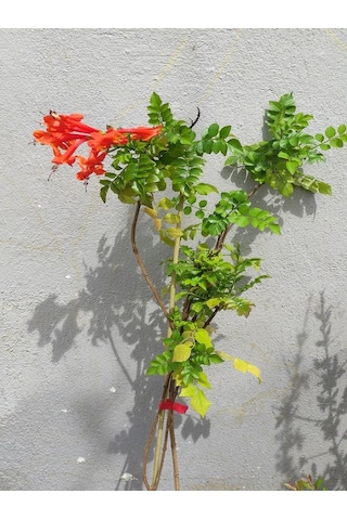Campsis Radicans Sarmaşık Acem Borusu Çiçeği 50-70cm Saksılı Bahçe Balkon Çiçeği