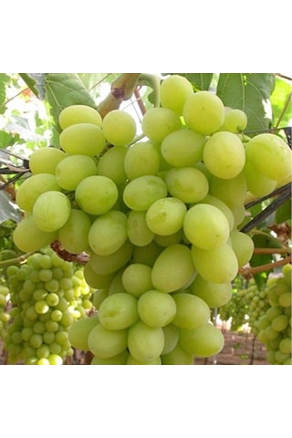 Tüplü Superior Seedless Çekirdeksiz Üzüm Asma-Bağ Fidanı