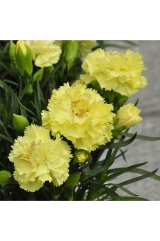 4 Adet Sarı Karanfil Çiçeği Fidanı Saksılı Kokulu 40cm-60cm