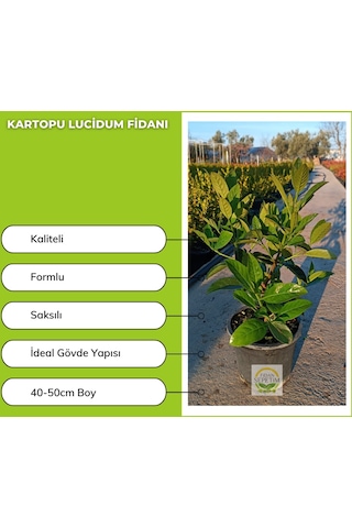 Kartopu Lucidum Fidanı