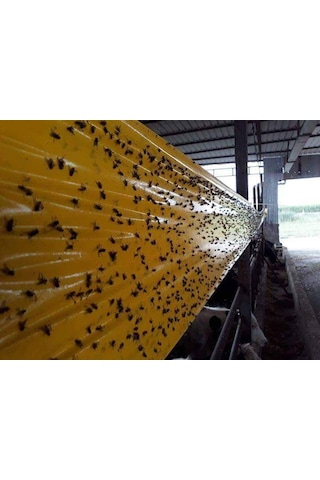 Karasinek Tuzagı Sinbant Ahırlar Çiftlikler Vs Için 30Cmx5O Metre
