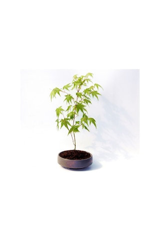 Bonsai Japon Akçaağacı Acer Palmatum Gri Saksıda 3 Adet