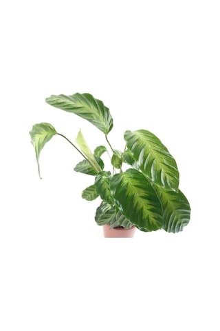 Calathea Warscewiczii Dua Çiçeği Fidanı 10-30 Cm