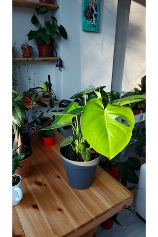 Monstera - Deve Tabanı 40 Cm 5735