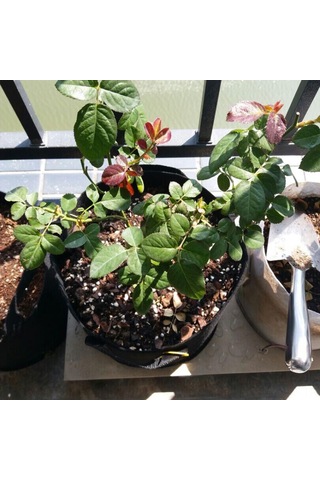 Yifomall 5'li Set Dokunmamış Bahçe Çantası - Farklı Boyutlarda 1-10 Galon Sap Tasarımlı