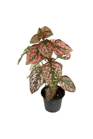Puantiyeli Bitki  Hypoestes Phyllostachya 15-20 Cm Kırmızı N11.1478
