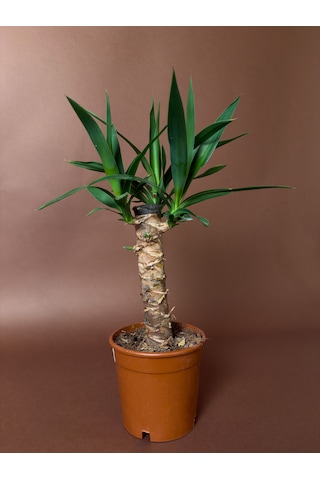 Mini Yuka 38 Cm Tek Gövdeli Kompakt Form