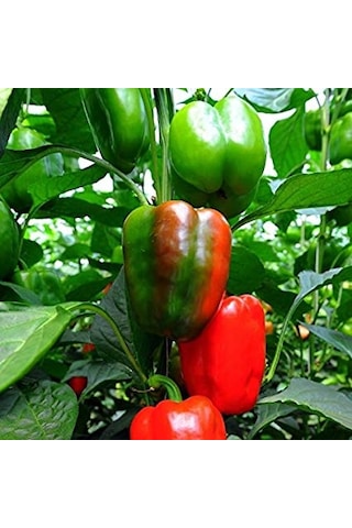 10+ Adet Kaliforniya Dolmalık Tatlı Biber Tohumu Geleneksel