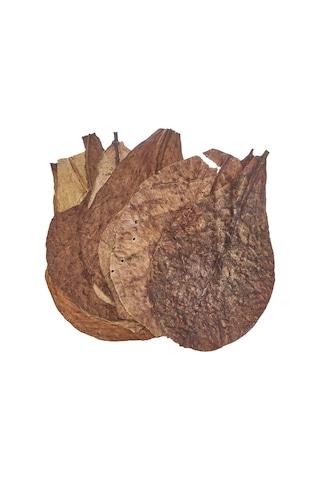 Sera Catappa Yaprağı Xxl 32  Cm