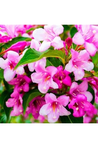 Gelin Tacı Weıgela Florıda Pembe Çiçekli Vangelya 30-40 Cm S