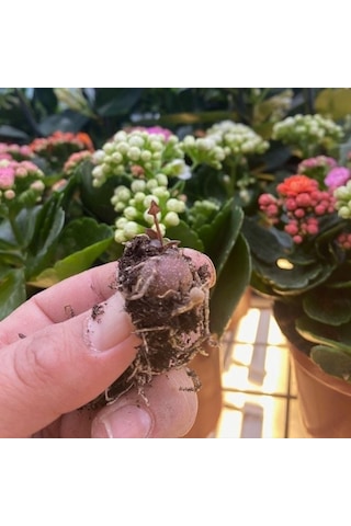 Sarılıcı Tırmanıcı Ceropegia Woodii Kalp Kalbe Karşı Sukulent Yumrusu 2 Adet