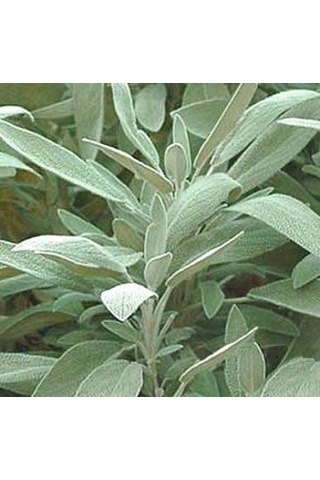 Adaçayı Fidanı Salvia Officinalis 15 20 Cm