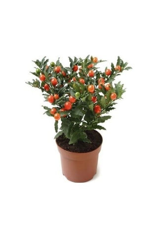 Cherry Saksılık Domates Tohumu 10 Adet Tohum