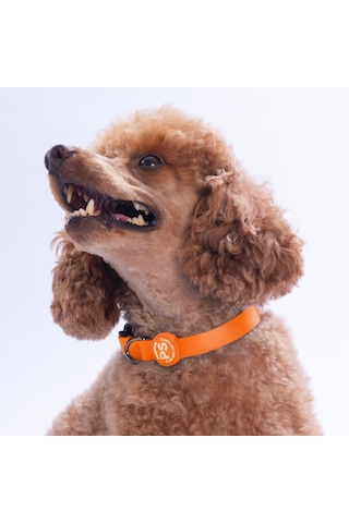 Neon Turuncu Köpek Boyun Tasması Ayarlanabilir Köpek Tasması M