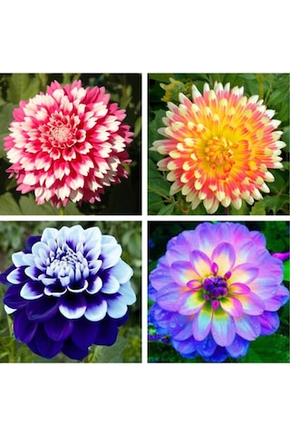 50 Adet Karışık Renk Dahlia Yıldız Çiçeği Tohumu + 10 Adet Hediye Karışık Renk Gül Tohumu