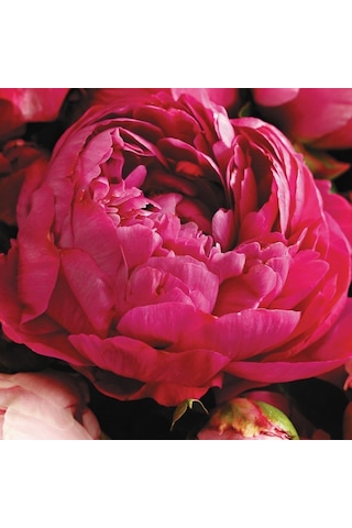 Kırmızı Peonies Festiva Şakayık Çiçeği Yumrusu 1 Adet