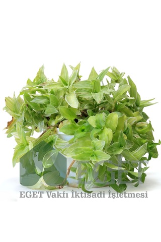 Yeşil Telgraf Çiçeği Tradescantia Fluminensis