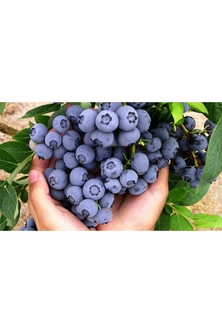 Yaban Mersini Tohumu Blueberry Tohumu 25 Adet Tohum