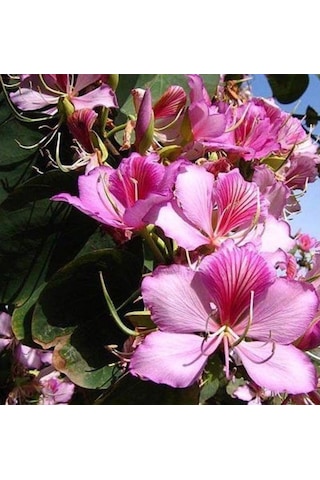 Orkide Ağacı Tohumu[5 Adet Tohum]