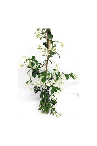 Videolu Arap Yasemini Beyaz Kokulu 80 150 Cm 1 Adet Saksılı Dış Mekan Bitkisi White Jasmine