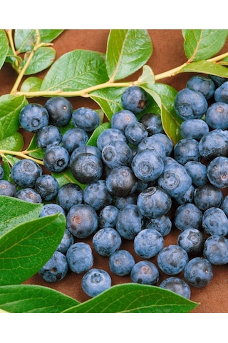 2 Adet Tüplü Yaban Mersini Vaccinium Corymbosum Fidanı - 2 Yaşı