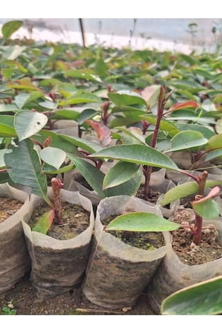 Alev Çalısı Fidanı 10-20 Cm 30 Adet Tüplü Dış Mekan Bitkisi