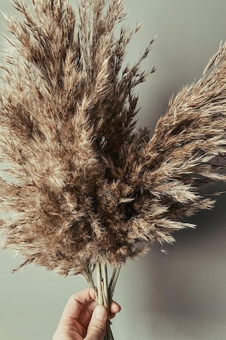 Gerçek Kuru Çiçek Pampas 7'li Paket Çok Renkli